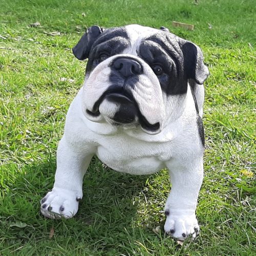 Groot beeld Engelse Bulldog staand zwart wit 41 cm
