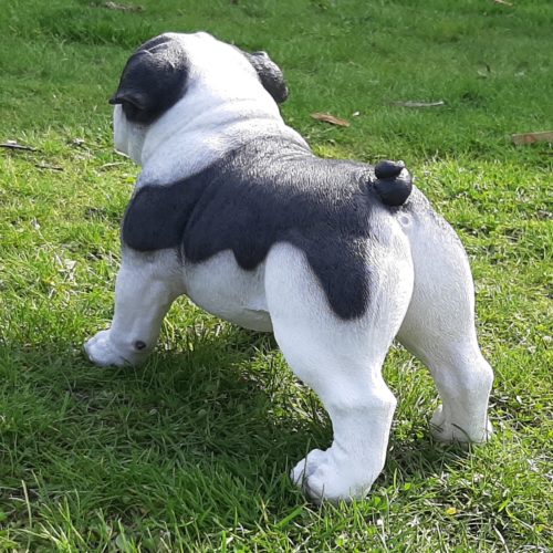 Groot beeld Engelse Bulldog staand zwart wit 41 cm